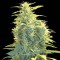 Auto Lennon Feminised seeds