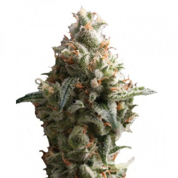 Auto Shark Feminised seeds