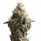 Auto Shark Feminised seeds