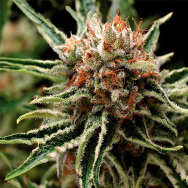 Auto Shark Feminised seeds