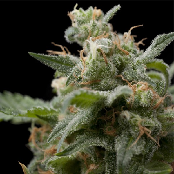 Auto Super Hash Feminised seeds