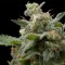 Auto Super Hash Feminised seeds
