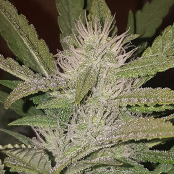 Blue Pyramid Feminised seeds
