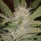 Blue Pyramid Feminised seeds