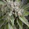 Blue Pyramid Feminised seeds