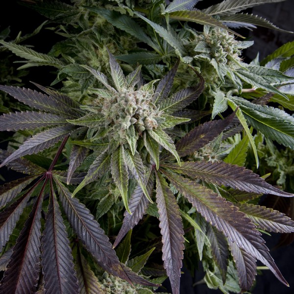 Blue Pyramid Feminised seeds