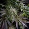 Blue Pyramid Feminised seeds