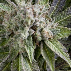 Auto Blue Pyramid Feminised seeds