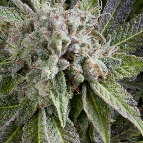 Auto Blue Pyramid Feminised seeds