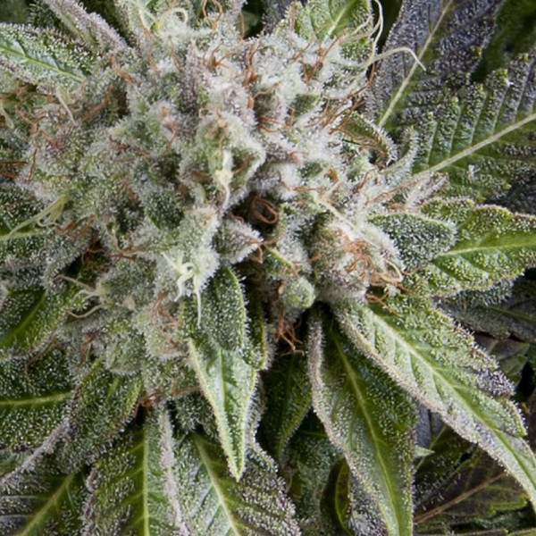 Auto Blue Pyramid Feminised seeds