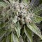 Auto Blue Pyramid Feminised seeds