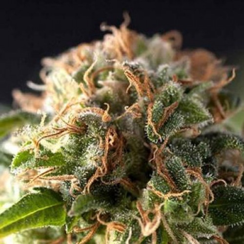 Насіння Fresh Candy Feminised