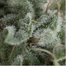 Auto Nefertiti Feminised seeds