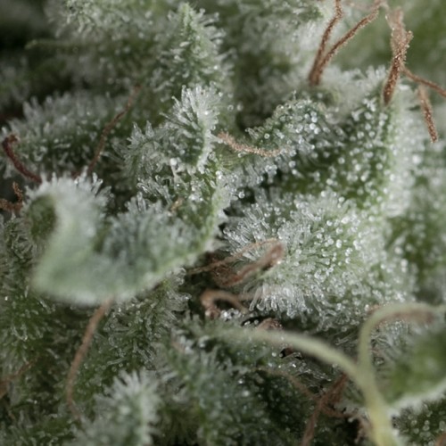 Auto Nefertiti Feminised seeds