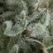 Auto Nefertiti Feminised seeds