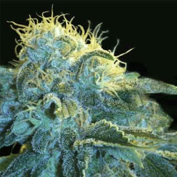 New York City Feminised seeds