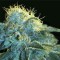 New York City Feminised seeds