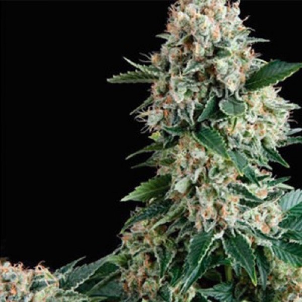 New York City Feminised seeds