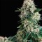 New York City Feminised seeds