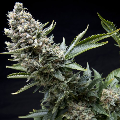 New York City Feminised seeds