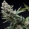 New York City Feminised seeds