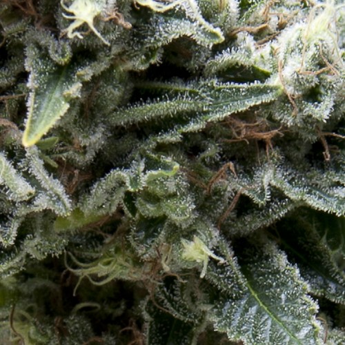 Auto New York City Feminised seeds