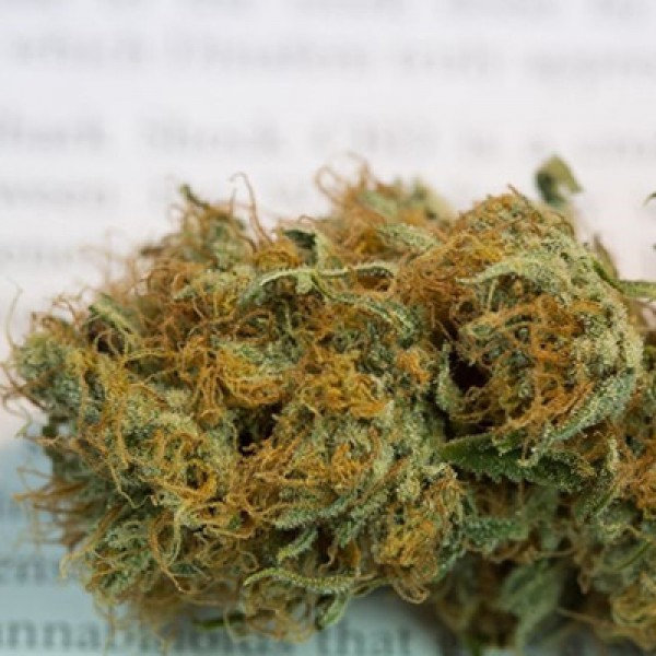 CBD Shark Feminised seeds