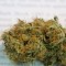 CBD Shark Feminised seeds