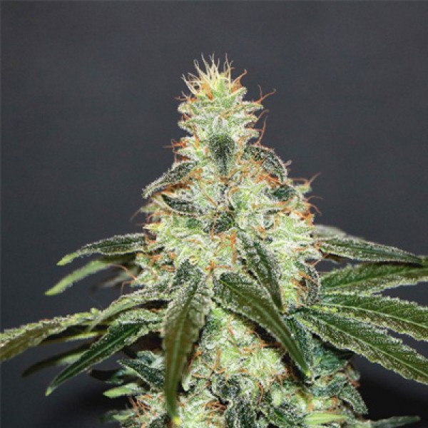 CBD Shark Feminised seeds