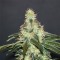 CBD Shark Feminised seeds