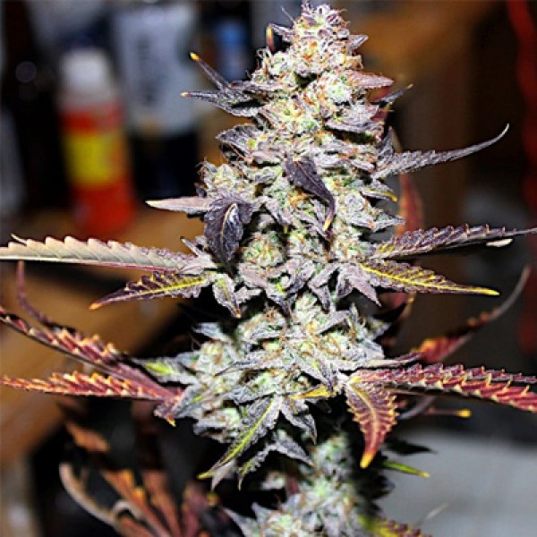 Shark Feminised seeds