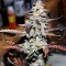 Shark Feminised seeds