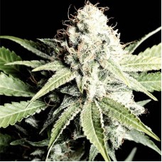 Shark Feminised seeds