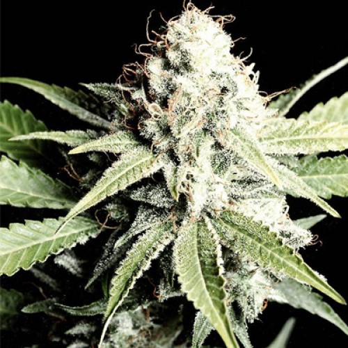 Shark Feminised seeds