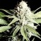Shark Feminised seeds
