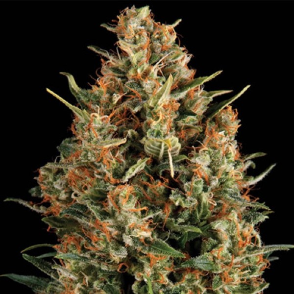 Wembley Feminised seeds