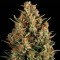 Wembley Feminised seeds