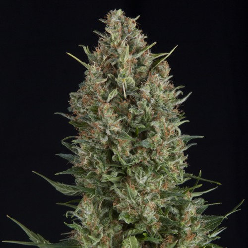 Wembley Feminised seeds