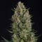 Wembley Feminised seeds
