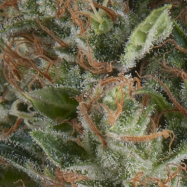 Auto Wembley Feminised seeds