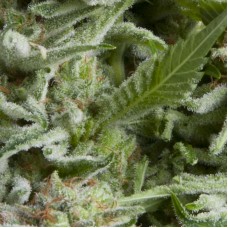 Auto Alpujarrena Feminised seeds