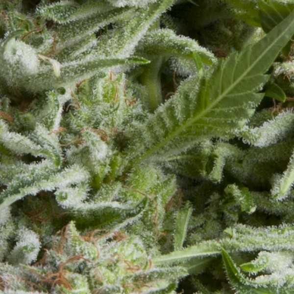 Auto Alpujarrena Feminised seeds