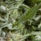 Auto Alpujarrena Feminised seeds