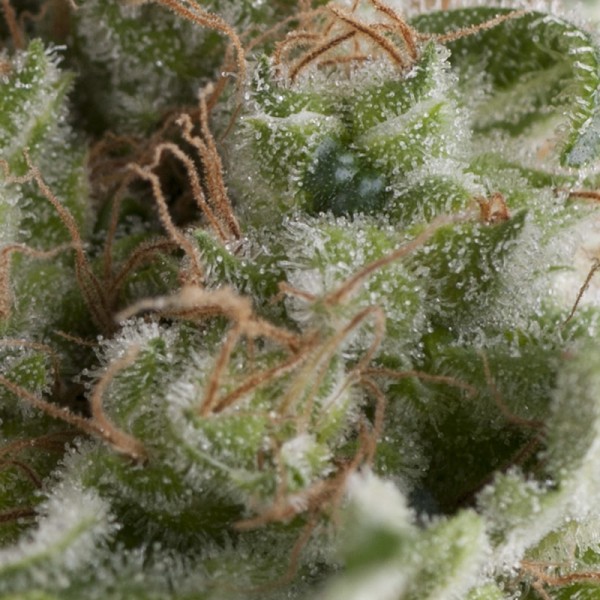 Auto American Pie Feminised seeds