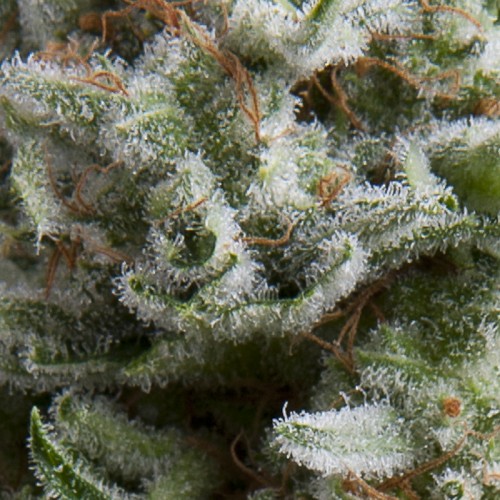 Auto Anesthesia Feminised seeds
