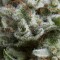 Auto Anesthesia Feminised seeds