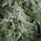 Auto Anubis Feminised seeds
