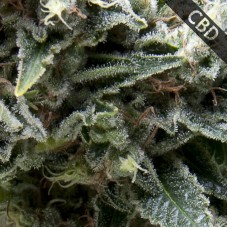 Auto CBD New York City Feminised seeds