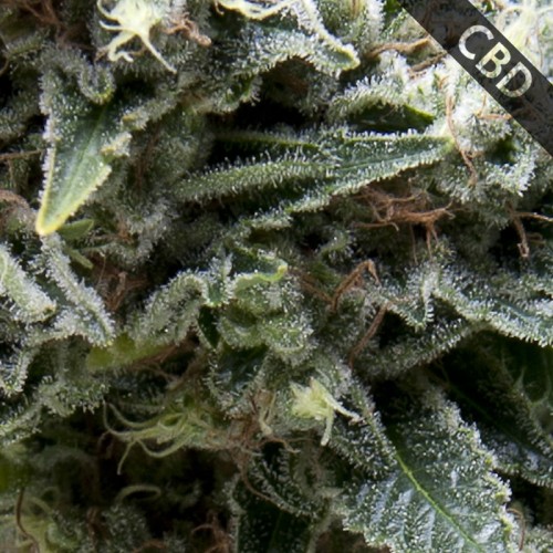 Auto CBD New York City Feminised seeds
