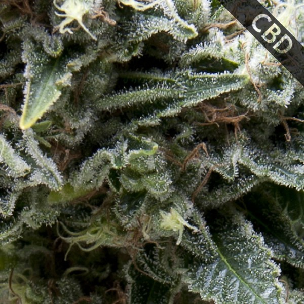 Auto CBD New York City Feminised seeds